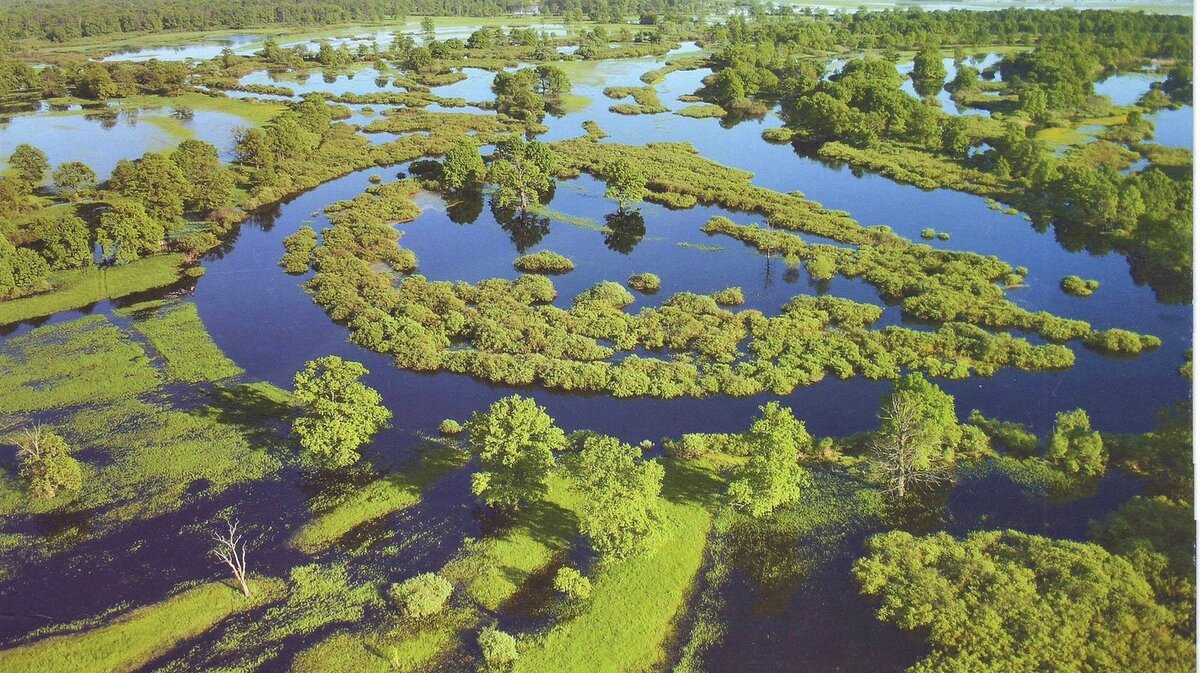 Природа Беларуси Припять река