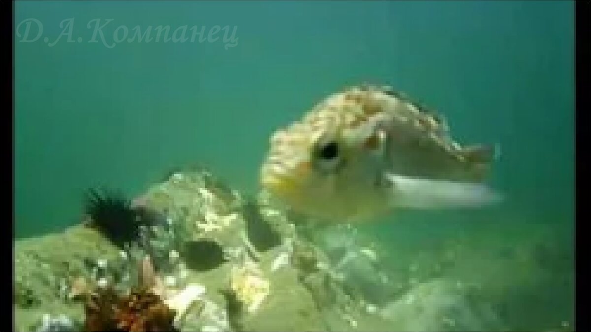 Ловим морского ерша, приманивая его икрой морских ежей.