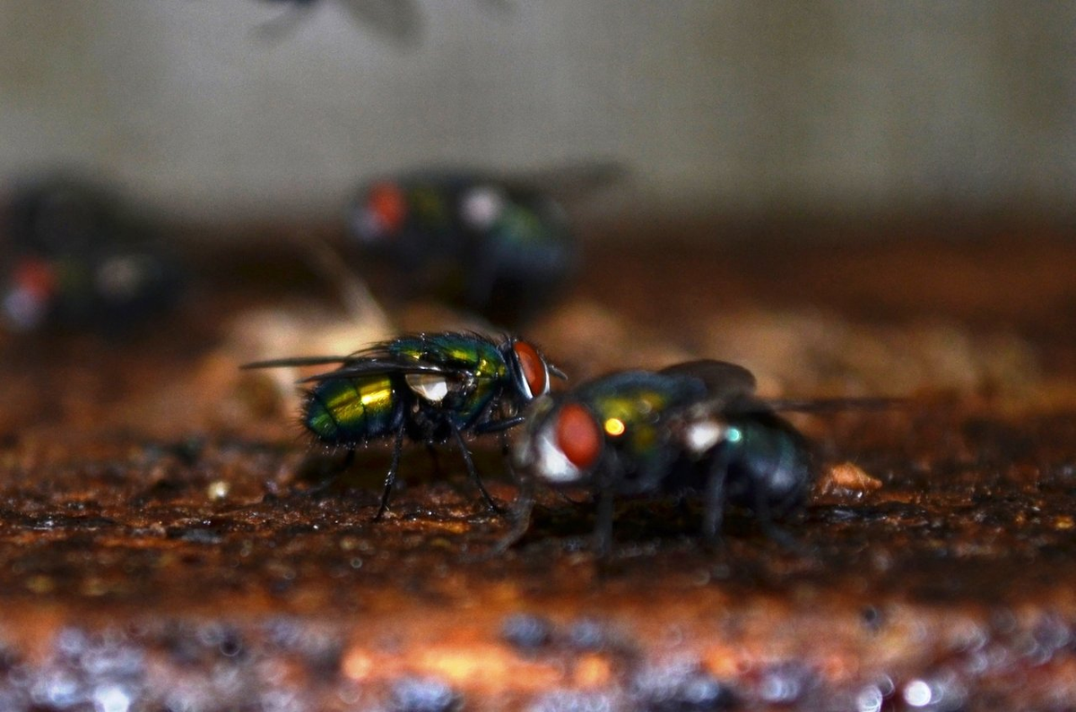 Источник изображения Яндекс-картинки.