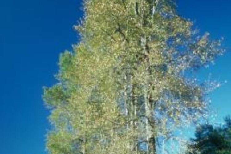 Топ-10 Самые быстрорастущие деревья и растения мира | ??Мир вокруг нас?? ...