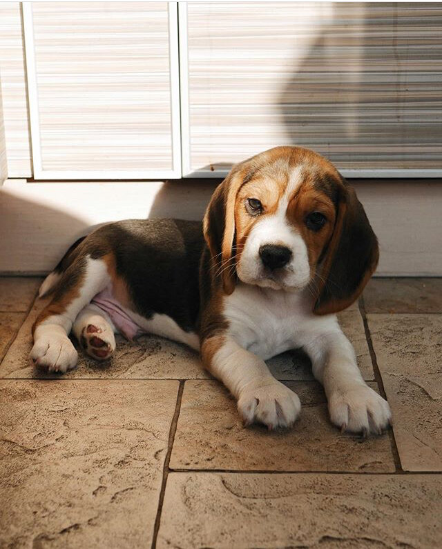 inst. @harpo_beagle