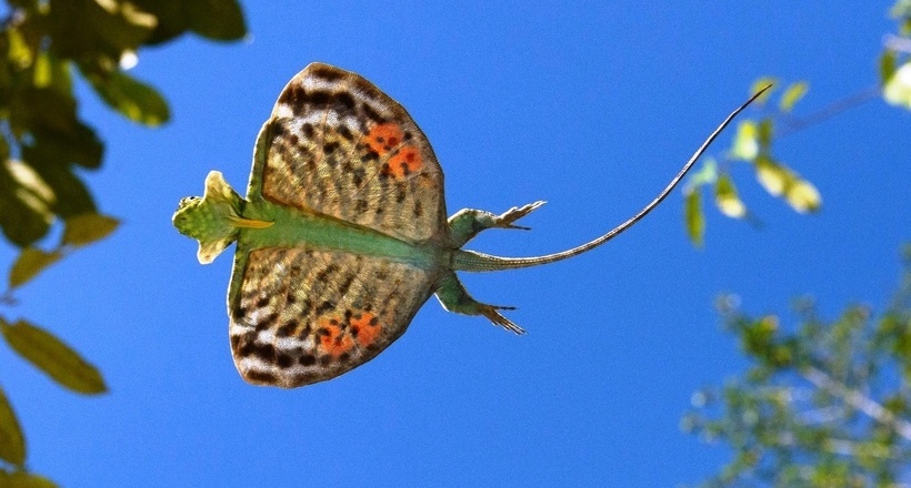 Летающий дракон (фото взято из Google)