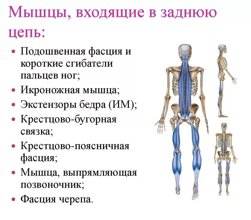 Любое повреждение в цепи приведёт к разбалансу работы организма. 
