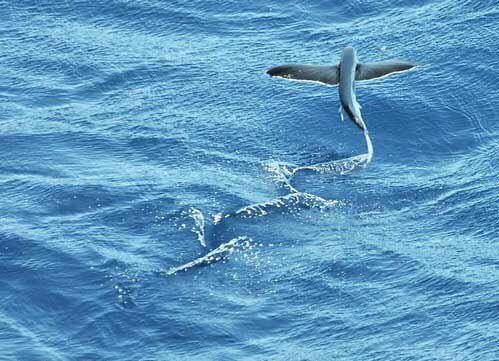 В районе экватора часто можно видеть летающих рыб. Иногда эти рыбки ночью залетали к нам на палубу.