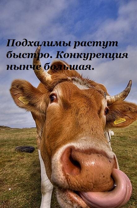 Подхалимы. источник яндекс картинки