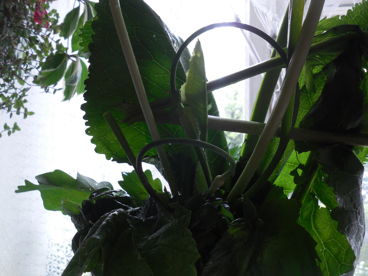 Тот самый букет. Который отправится в морозильник