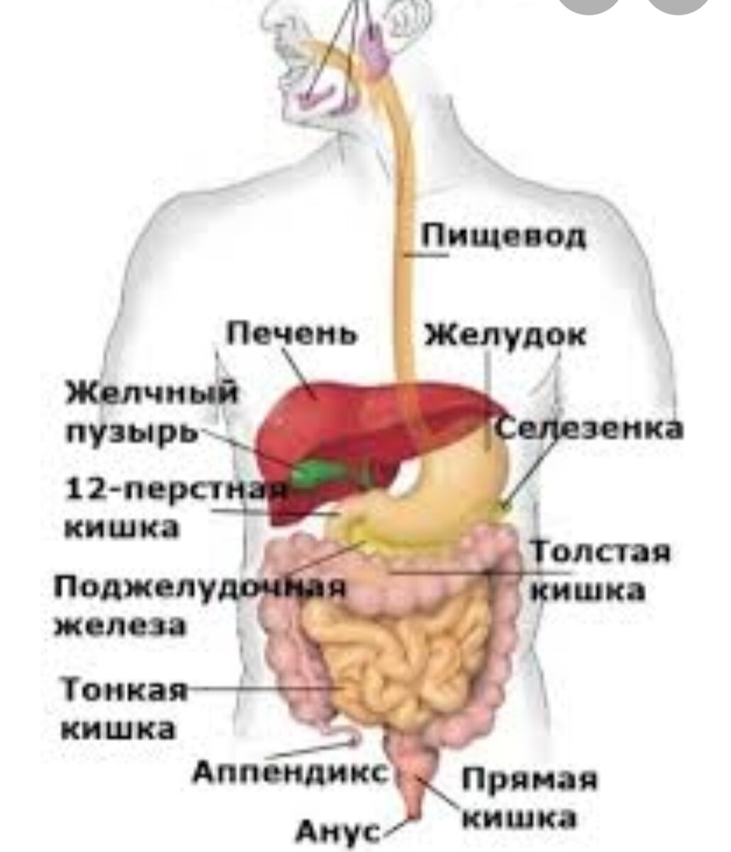 
     Здравствуй,дорогой читатель!Надеюсь,моя статья даст больше информации для вашего здоровья и стройности. Часто мы не уделяем должного внимания правильному пищеварению, а ведь  нарушенное пищеварение является одной из причин лишнего веса. Нарушенная работа тех или иных органов пищеварительной системы ведет к пищевым пристрастиям, плохому самочувствию, зашлакованности организма.Чтобы получать из пищи энергию и здоровье ,недостаточно просто отправлять ее в рот.Необходимо тщательно пережевывать,переварить на каждой стадии пищеварительного процесса,усвоить от нее питательные вещества и вовремя избавиться от непереваренных остатков.Процесс переваривания различных продуктов протекает по-разному в каждом их отделов пищеварительного тракта.
Основные причины нарушения пищеварения:
•	Нехватка пищеварительных ферментов.Для того чтобы пища приносила пользу,она должна расщепляться на мельчайшие составляющие. В каждом отделе пищеварительного тракта процесс расщепления обеспечивается специальными железами ,вырабатывающими ферменты. Ферменты вырабатываются в ротовой полости,желудке,тонкой и толстой кишке,они поступают из поджелудочной железы и желчного пузыря. Ферменты разрушаются в продуктах под влиянием тепла , поэтому 70-80% пищи лучше потреблять в сыром виде. Поскольку при нехватке ферментов пища усваивается плохо, организм недополучает основные нутриенты, витамины и минералы. Такая ситуация приводит к мышечной слабости и быстрой утомляемости из-за недостатка белков, жиров и углеводов, а также из-за анемии, так как железо из пищи не поступает в кровь.
•	Одновременное употребление белков,жиров и углеводов,употребление  приводит к отложениям избыточной жировой массы.Если на обед у вас жареная рыба,зеленый салат и яблоко,то при  таком сочетании эффект будет аналогичен тому,как если бы вы съели пирожное вместо яблока.Яблоко будет находиться вместе с рыбой 12 часов.Оно начнет бродить,вызовет метеоризм и размножение кишечных бактерий.В пищеварительном тракте начинается гниение и выделение токсинов,что приводит к головной боли ,раздражительности ,повышенной утомляемости, повышенному давлению и другим патологиям.
•	Привычка быстро есть.Полезное правило:жидкую пищу ешь,а твердую пей.Тщательное пережевывание способствует насыщению меньшим количеством пищи ,что исключает переедание.При тщательном пережевывании органы пищеварительной системы работают без перенапряжения.
•	Нехватка воды. Вода улучшает пищеварение. Вода помогает растворять частички отходов и облегчает процесс их передачи в пищеварительный тракт. При обезвоживании ваш организм впитывает всю воду и процесс передачи отходов становится более затруднительным .
•	Большое количество термически обработанной пищи. Дефицит клетчатки замедляет продвижение пищи по кишечнику, нарушает баланс микрофлоры.
•	Слишком горячие и слишком холодные продукты. Употребление чрезмерно горячей пищи  может вызвать ожог слизистой рта и пищевода ,а также развития заболеваний желудка, таких как язва и даже рак.  Помимо затрудненного переваривания, развития болезней желудка и кишечника, частое употребление холодных продуктов может привести к тонзиллиту различной степени тяжести и даже гнойного характера.
•	Постоянные перекусы не дают отдыхать пищеварительной системе,что плохо сказывается на усвоении питательных веществ.
Частое употребление пищи снижает концентрацию желудочного сока,ухудшает работу поджелудочной делезы,печени и персталики кишечника 
•	Нарушенная микрофлора кишечника. Питание патогенной микрофлоры — простые углеводы. Чем больше у вас «плохих» бактерий, тем больше они нуждаются в питании, и организм подает сигналы «хочу сладкое». В итоге вы едите больше сахара и простых углеводов и меньше хотите цельных продуктов, овощей, качественной еды. Последствий в таком случае множество: нарушения работы кишечника, запоры , вздутие, дисбактериоз, головные боли, общее состояние усталости, отеки, аллергия и лишний вес.
   При правильном пищеварении человек ощущает легкость,бодрость в теле. 
   Следующими темами будут способы разгрузки пищеварительной системы.
