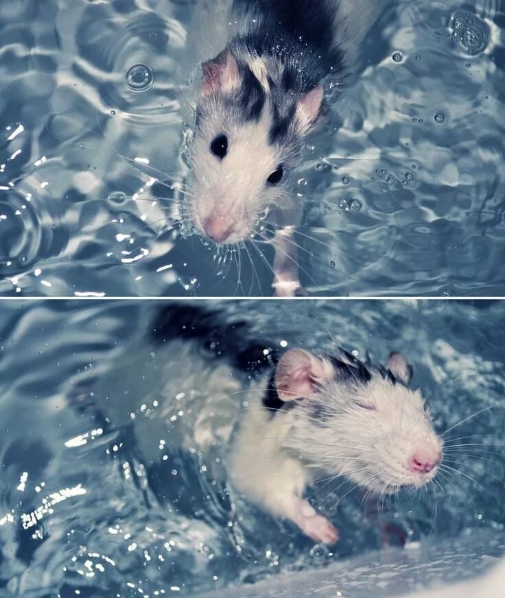 Мыть ли крысу? Инструкция по купанию декоративных крыс в домашних условиях