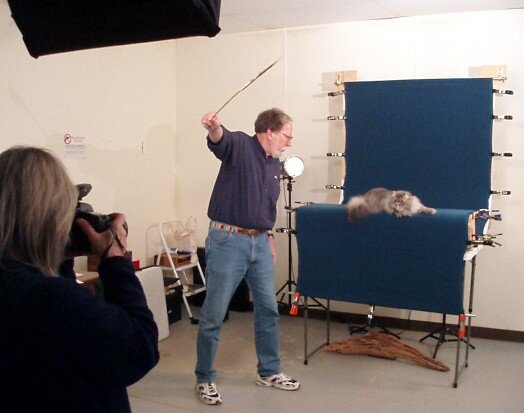 Муж Хелми помогает сфокусировать внимание кошки