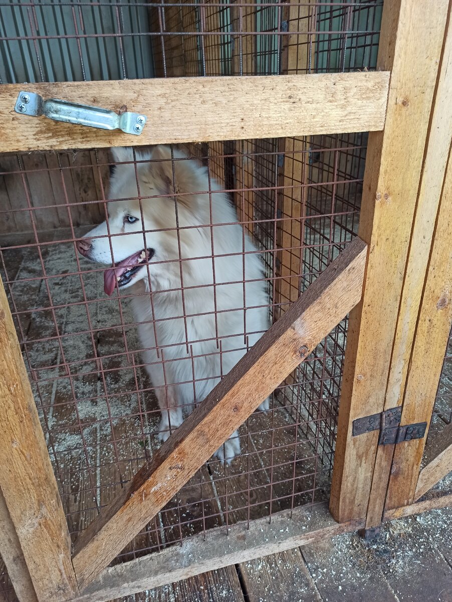 Собаки находятся в вольерах, но с ними много гуляют и занимаются