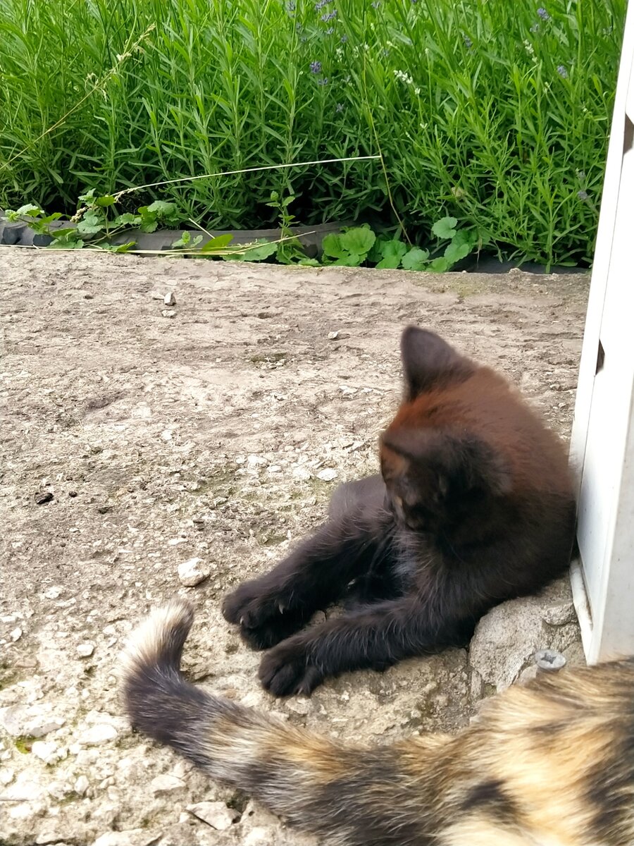 Хвост Сони - лучшая игрушка для Черныша