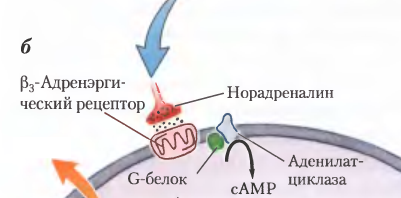 Схема действия  лептина на клетки (Ленинджер)