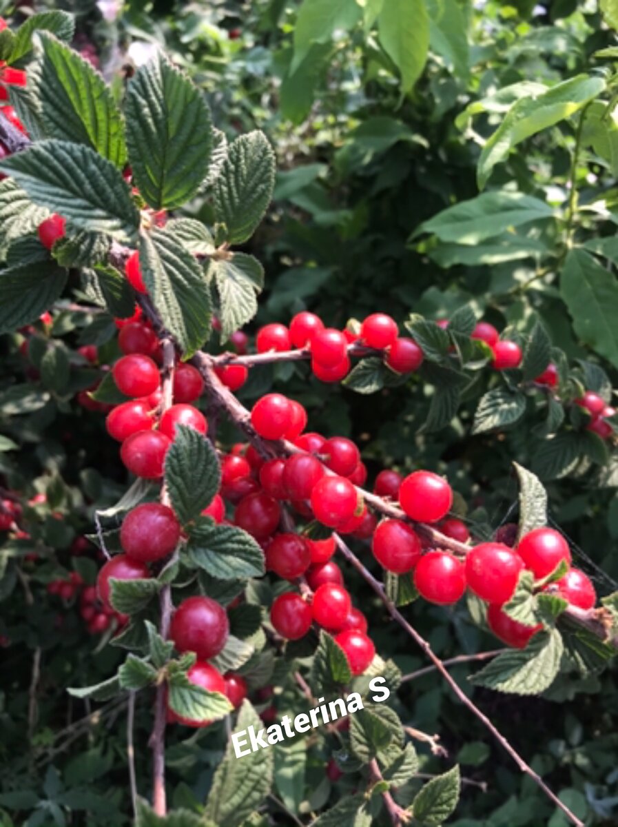 Дедушкина вишня