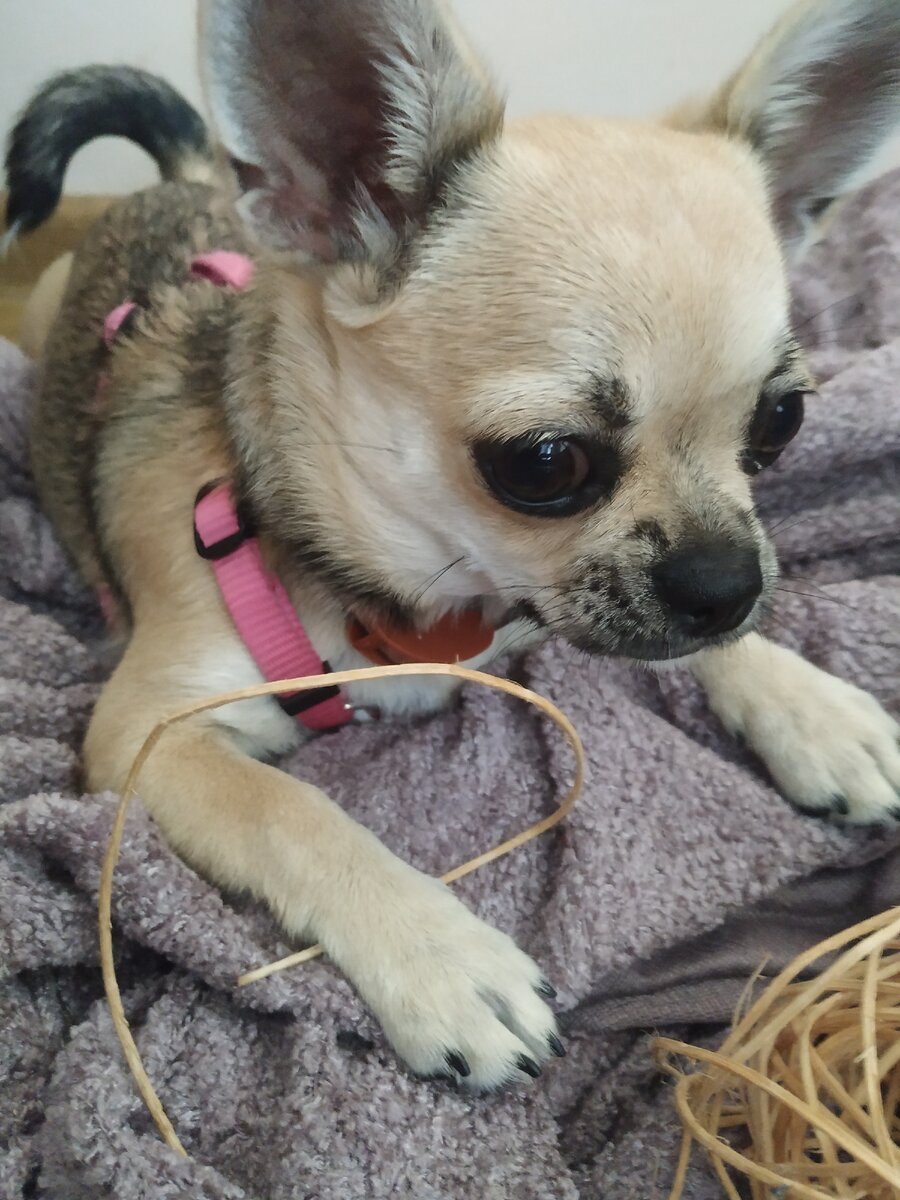 Я Чихуахуа Мотя