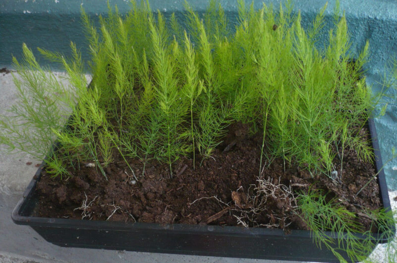 Выращивание аспарагуса. Иллюстрация для статьи используется с сайта nagrunte.ru