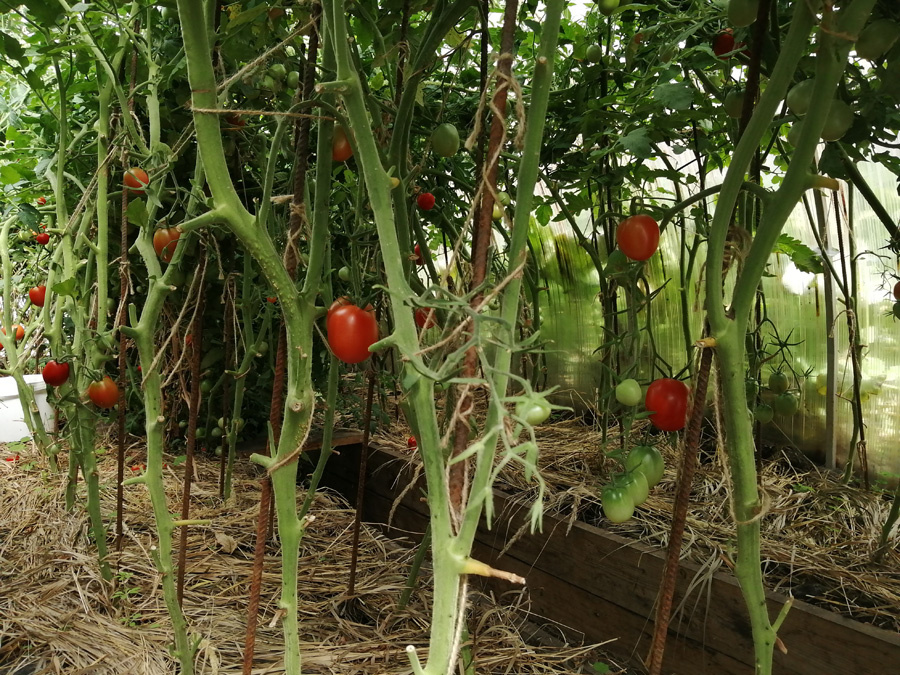 Томаты без нижних листьев. Посмотрите, даже ещё на первой кисти есть цвет