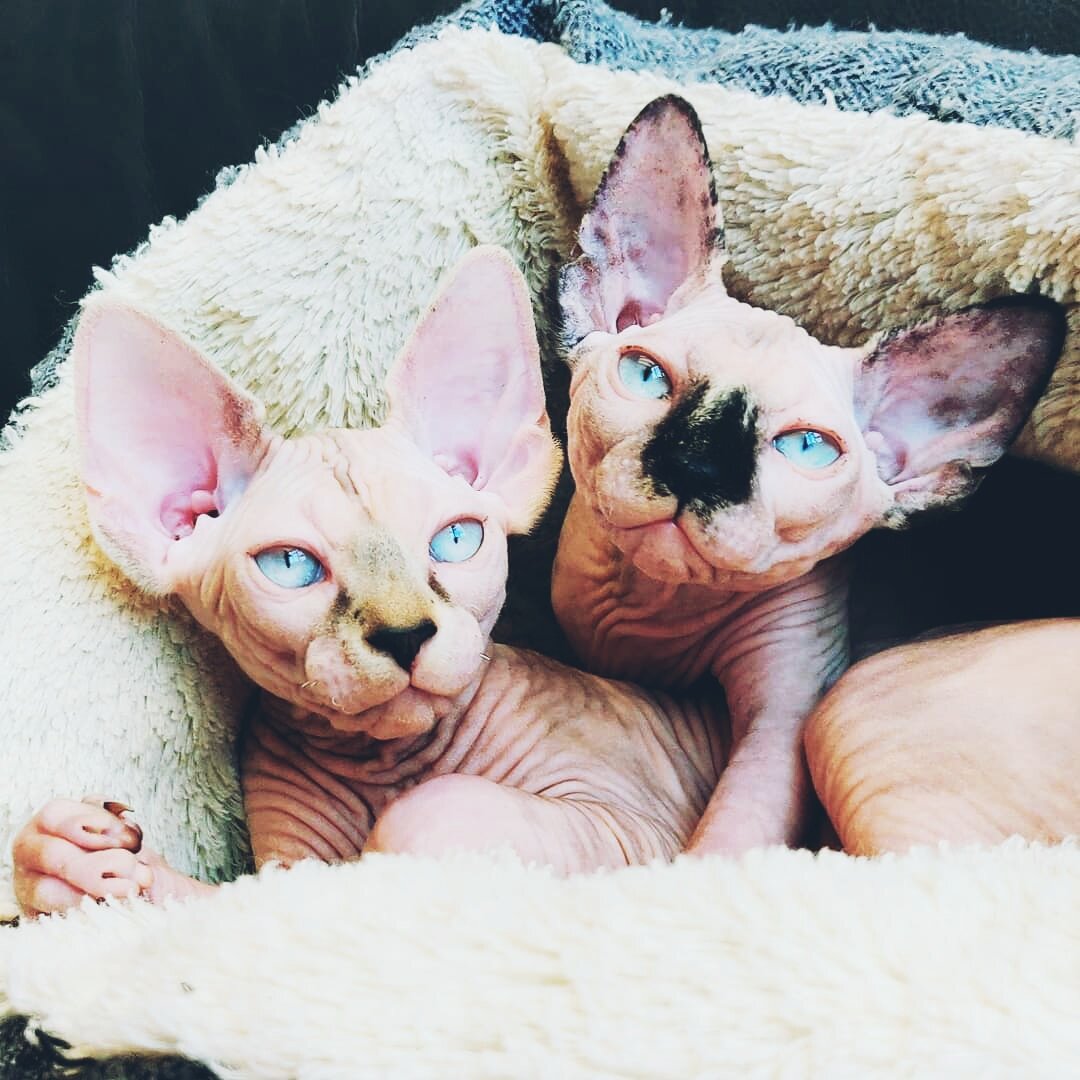 Лысая парочка