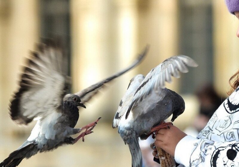 заметив детей голубь перестал. собака разгоняет голубей. дети голубей. заметив детей голубь перестал. почему голуби бросают птенцов.