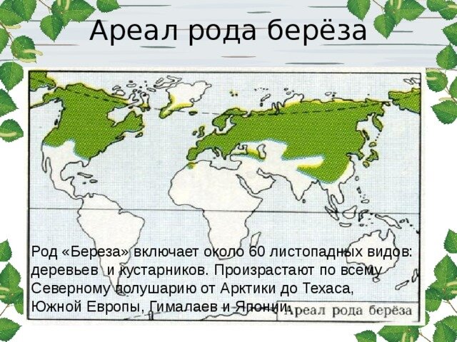 И в Китае и в Европе и в Америке произрастают березы, но писать на коре додумались только новгородцы