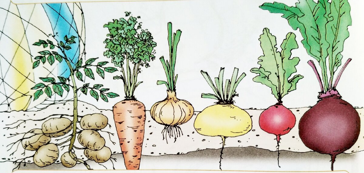 Рисунок овощного растения 2 класс