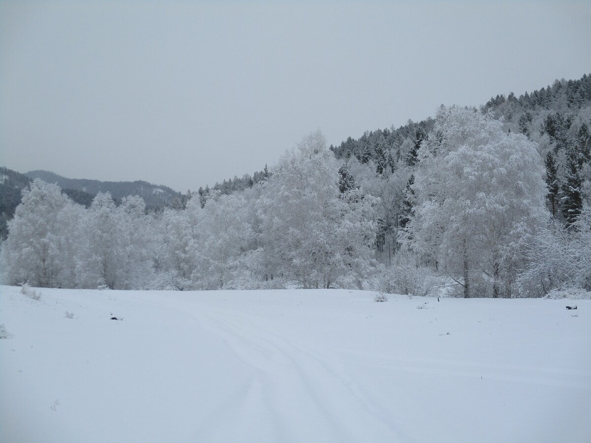 Красота зимнего леса.