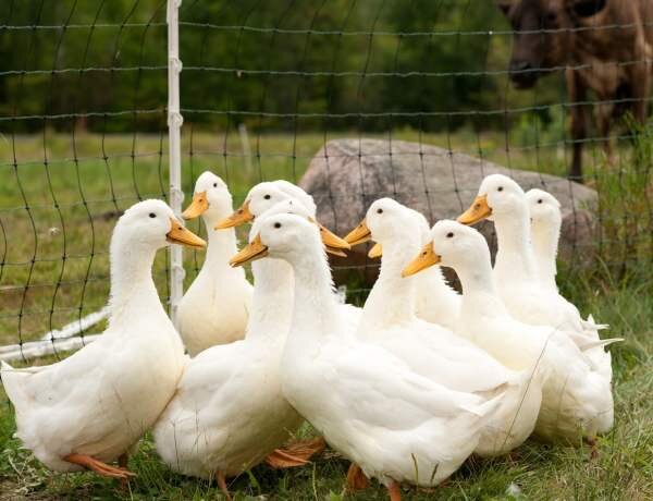 Пекинские утки
