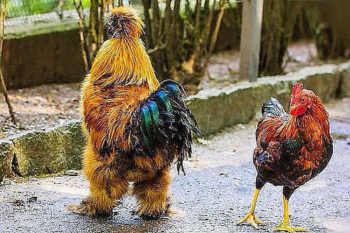 фото из общедоступных источников, а именно с Яндекс.картинки