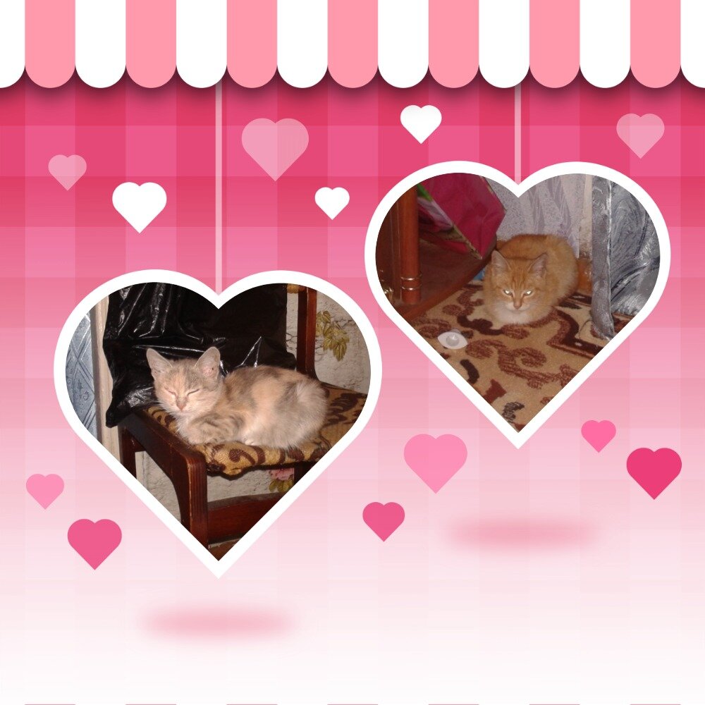 Василиса и Апельсин первый день дома