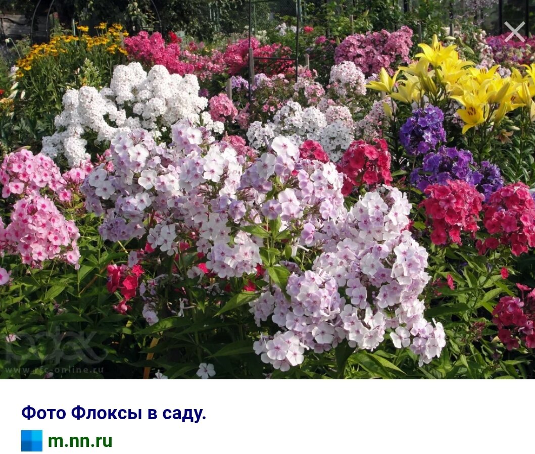 Флоксы цветы фото на клумбе