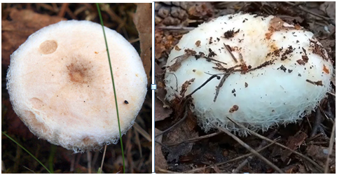 Волнушка (слева) - груздям подружка.