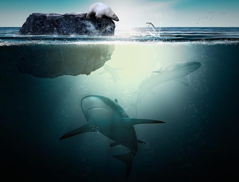 Разнообразие жизни Северного Ледовитого океана невелико