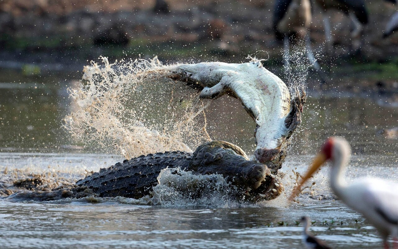 Речное нападение. Гребнистый крокодил. Гребнистый крокодил нападает. Гребнистый крокодил и Аллигатор. Гребнистый крокодил в море.