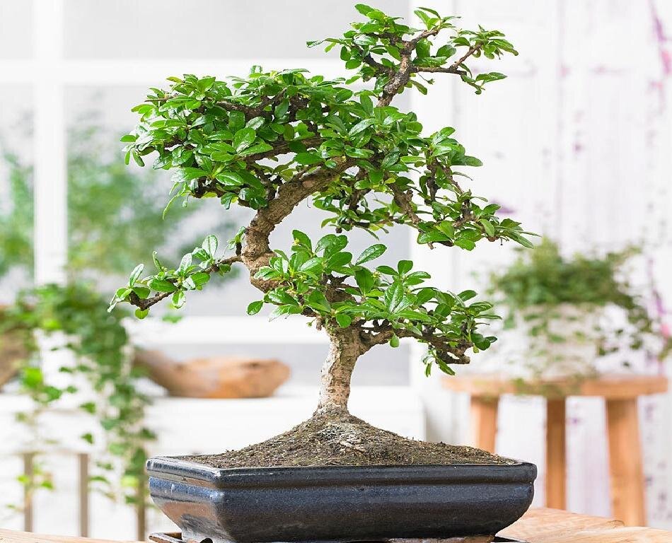 Бонсай кармона. Источник - Яндекс картинки