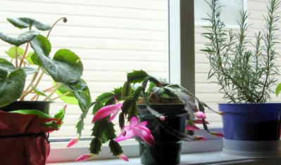 Уход за комнатными растениями зимой