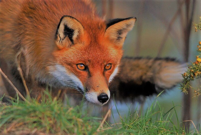 Красавец лис