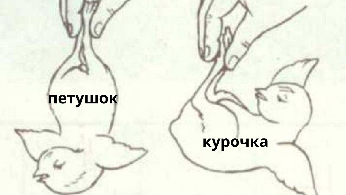 определяем пол цыпленка