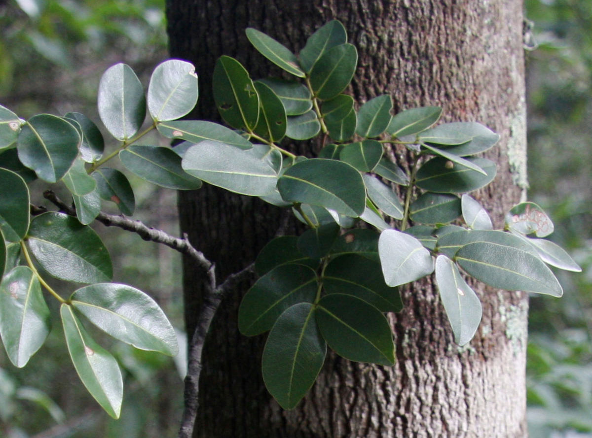 plantsoftheworldonline.org