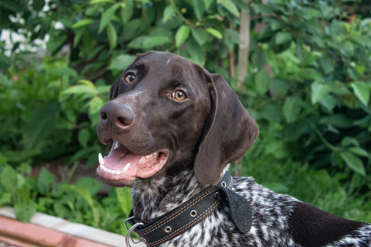 Наша пёс Оскар