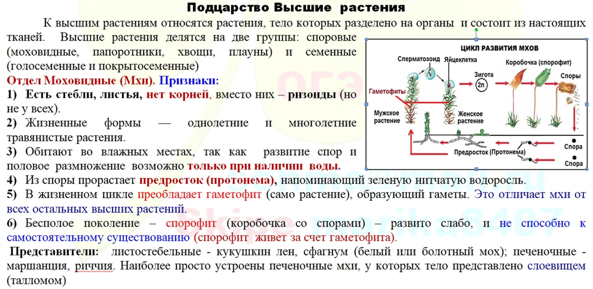 Преобладающие поколение. Размножение высших споровых растений таблица 6 класс. Размножение высших споровых растений таблица. Высшие споровые растения строение. Признаки высших споровых растений
