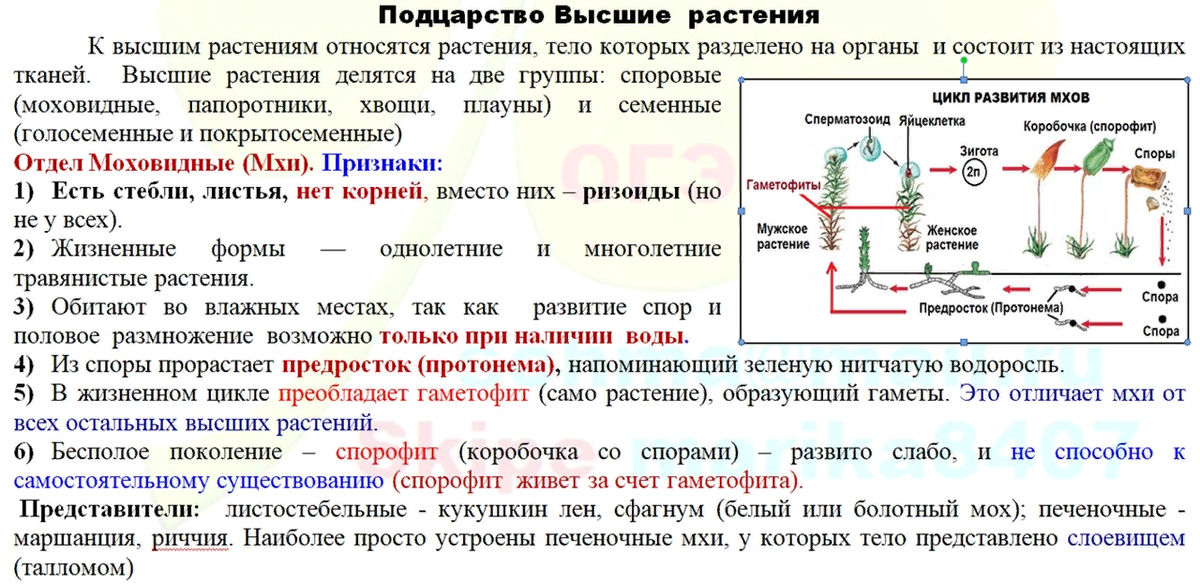 Отличие споровых растений