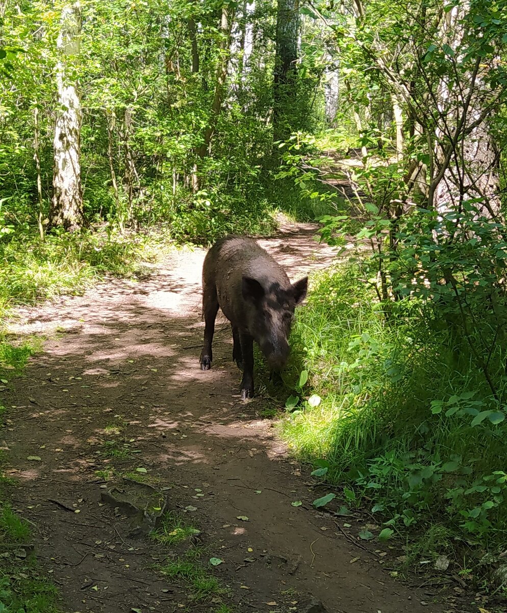 Сегденский свин