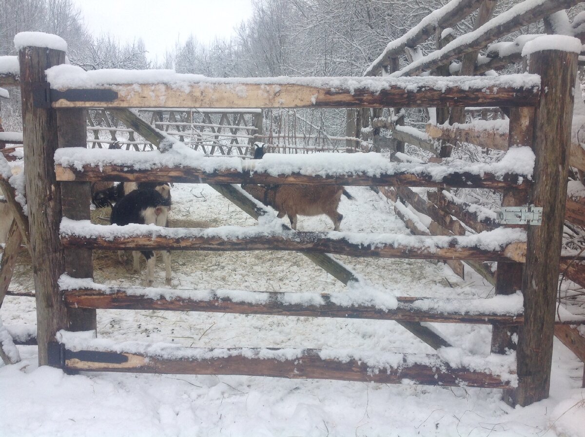 Ворота из горбыля