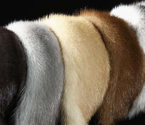 Почему-то многие считают, что жители крайнего Севера настолько же крайне бедны и живут впроголодь. Это в корне ошибочное мнение. Северяне богатый народ. Они испокон веков занимались выделкой шкур животных и их продажей. И, поверьте, это весьма прибыльный бизнес.