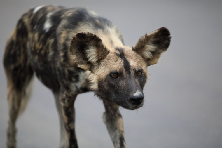 Африканская дикая собака с большими ушами