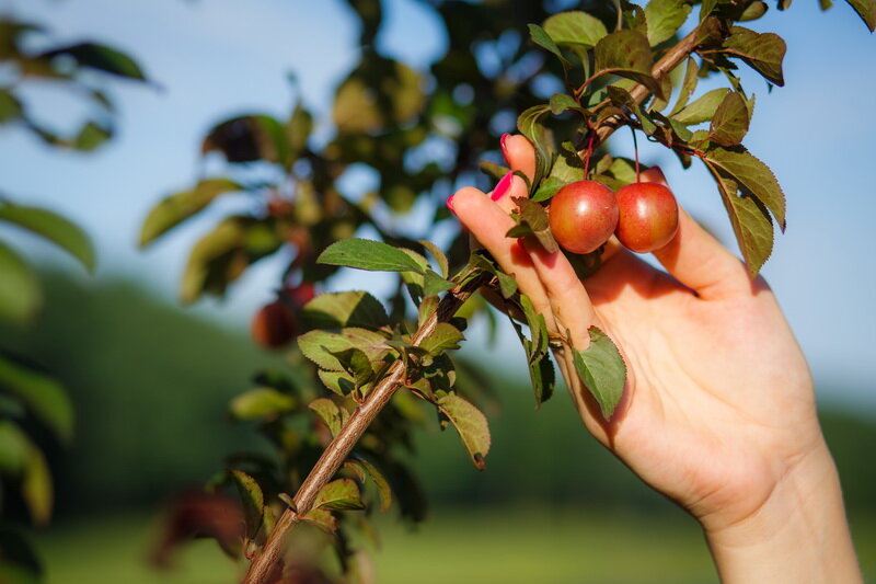 Выращивание сливы (Фото используется по стандартной лицензии ©azbukaogorodnika.ru)