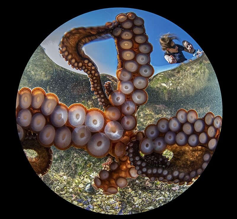 «День щупалец», Gaetano Dario Gargiulo. Источник: uwphotographyguide.com