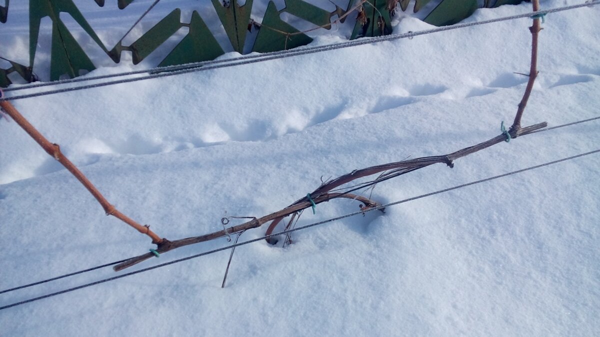 Зимующая без укрытия лоза винограда Лидия 