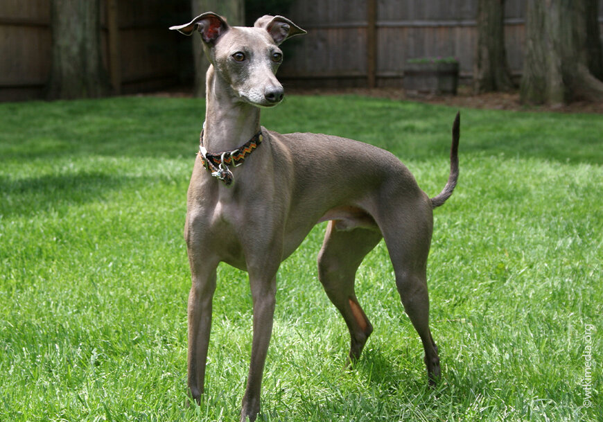 источник с сайта:https://petguru.ru/porody/ohotnichi-porody-sobak