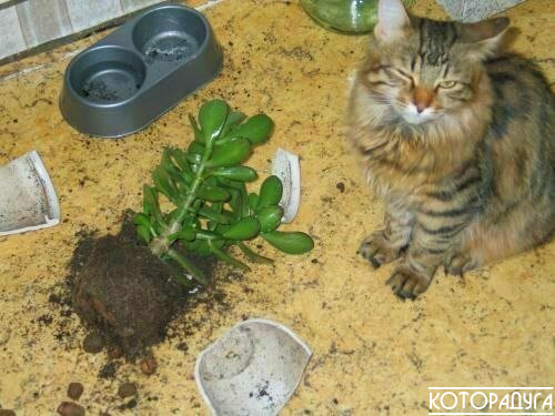 Источник: reddit.com