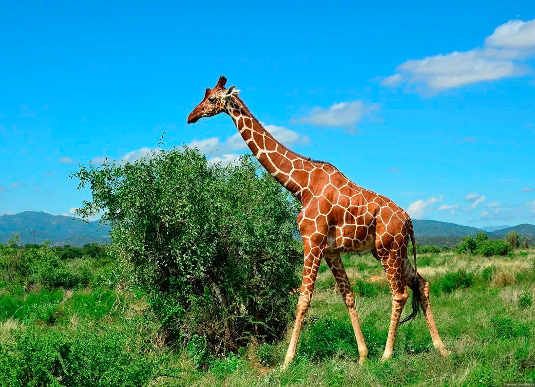 Самые высокие африки. Масайский Жираф. Нубийский Жираф. Родезийский Жираф. Сомалийский Жираф.